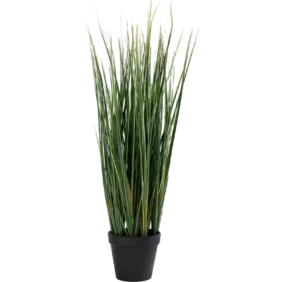 lemon-grass